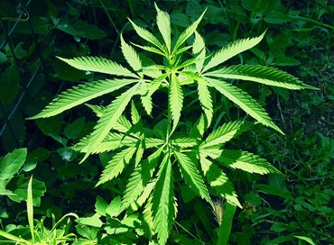 Passa la proposta di legge sull’uso medico della cannabis