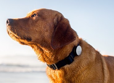 Gps antisequestro per cani: vantaggi e rischio hacker