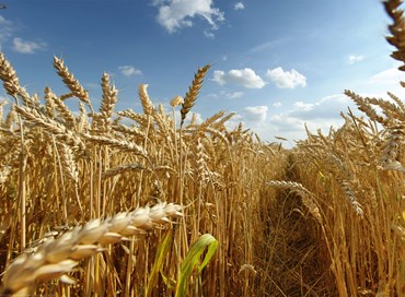 Lo sviluppo sostenibile, il lavoro e la scoperta del grano antico del Mediterraneo