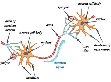 Apprendimento e ricordi: i neuroni si assemblano e giocano
