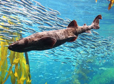 L’aquario di Roma: se lo squalo bianco è un pesce rosso