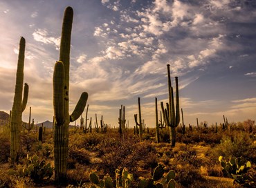 La cultura del cactus