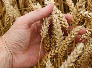 Le problematiche della filiera del grano 