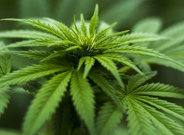 Legalizzazione della cannabis, le ragioni dei “no”