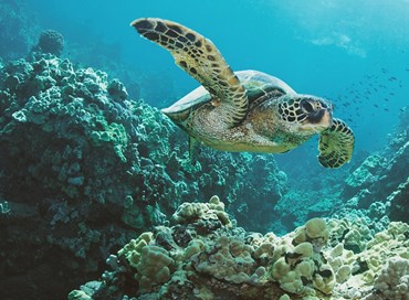 La storica compagnia Rio Mare sostiene le Aree marine protette