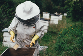 Bioindicatori, le api al centro dell’innovativo Progetto “Capiamo”