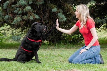 Amore per gli animali e la “Pet Therapy” 