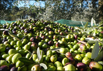 L’olio tunisino un danno? Falso 