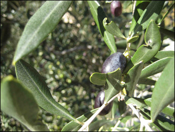 La politica a difesa dell’olio di oliva 