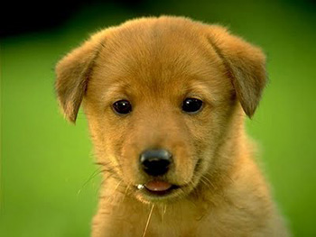 Animali domestici? Si alla legge Frattini