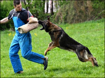 Tutela “aggressione cani”, prorogata l’ordinanza