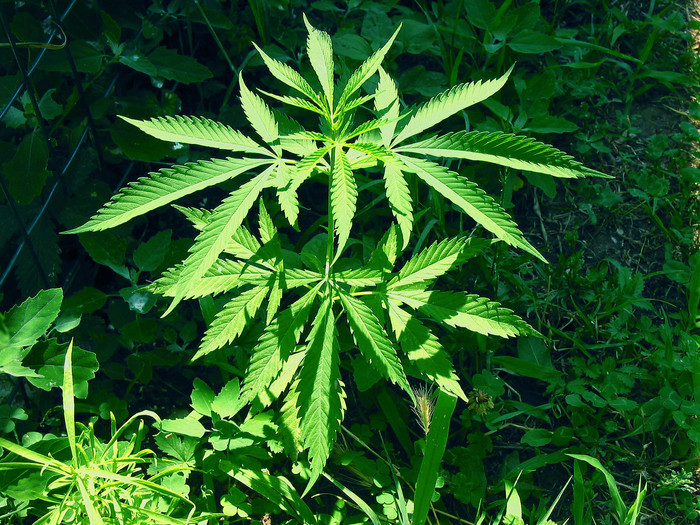 Passa la proposta di legge sull’uso medico della cannabis