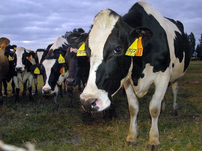 Dopo 16 anni la Cina rimuove il bando sulla carne italiana