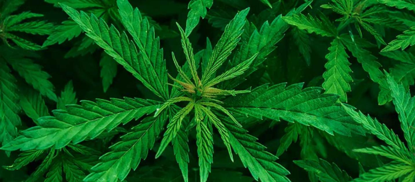 La legge del sì, no, forse