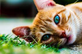 Anima-li e sacre scritture