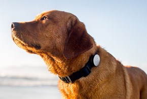 Gps antisequestro per cani: vantaggi e rischio hacker