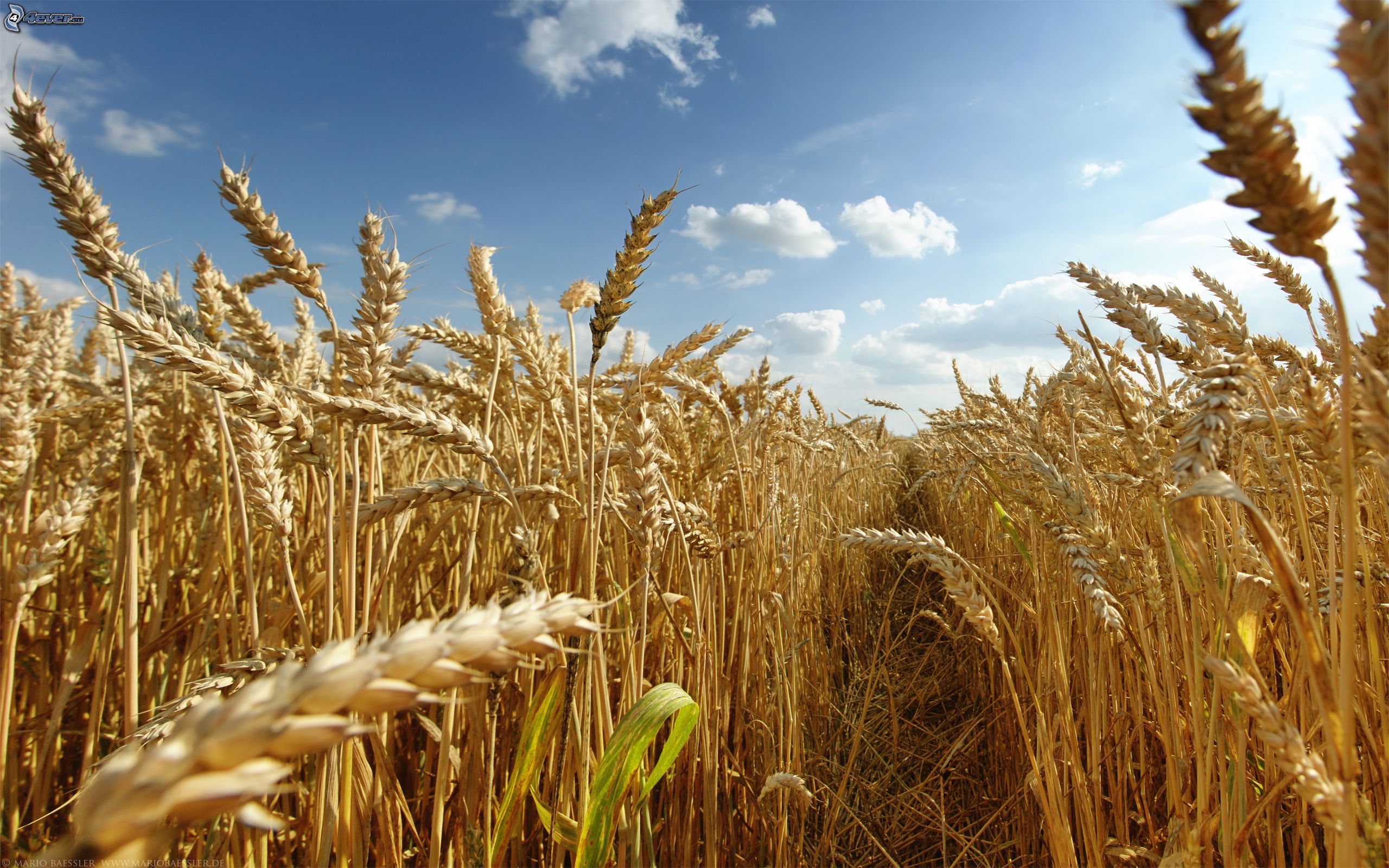 La siccità e il calo dei raccolti destabilizzano i prezzi del grano