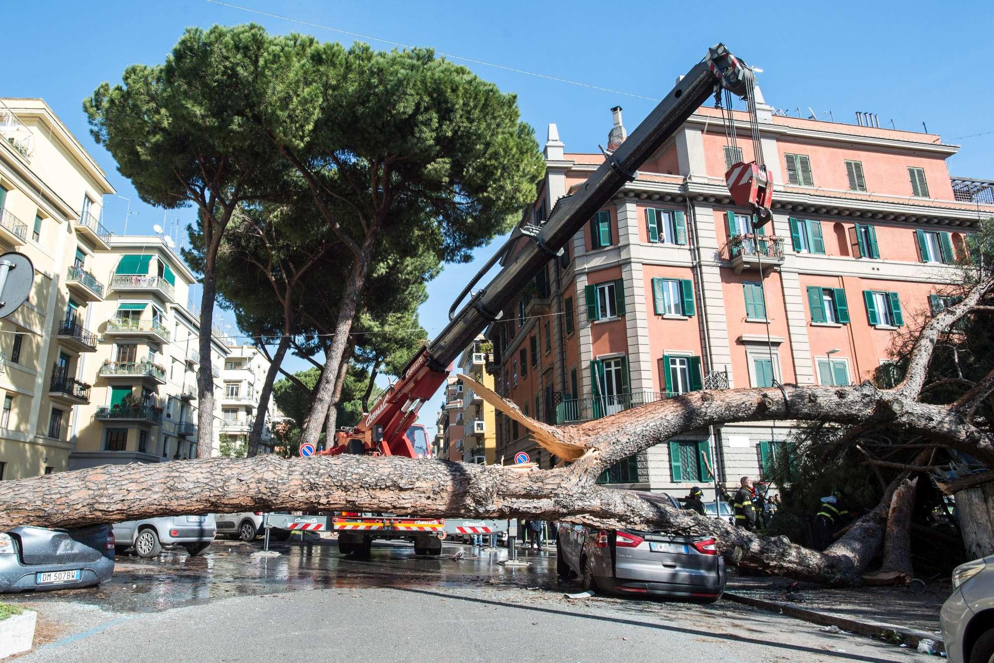 La moda degli alberi che cascano