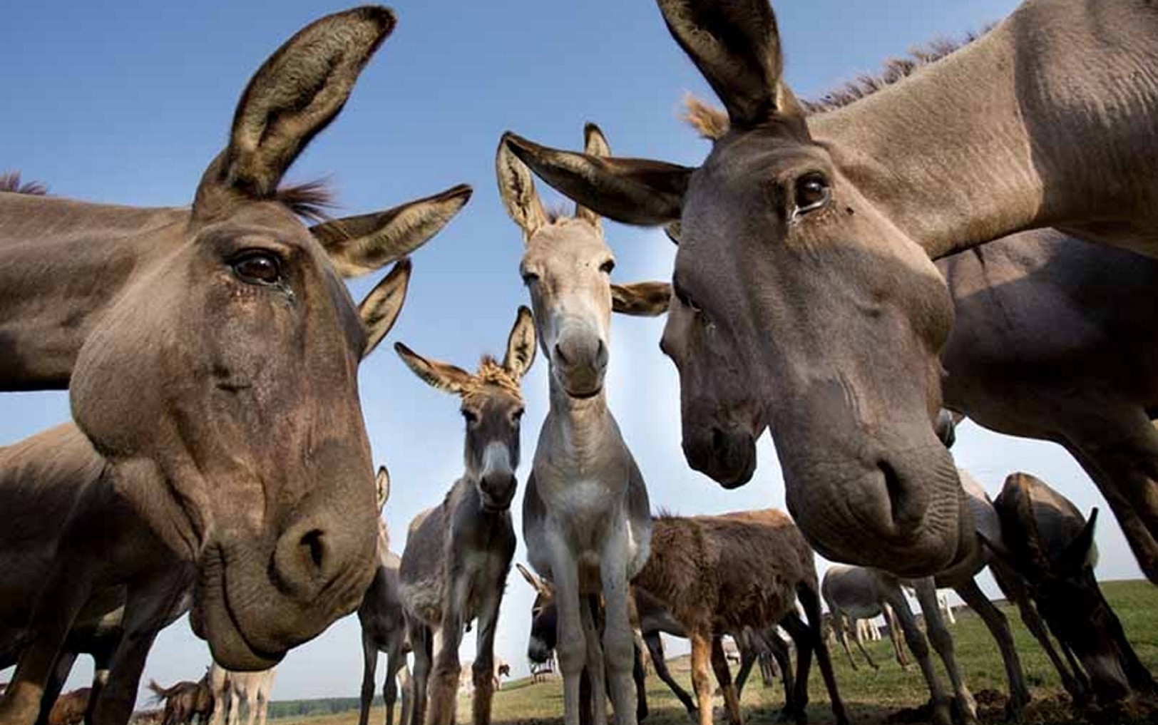 Le armi di distrazione degli asini