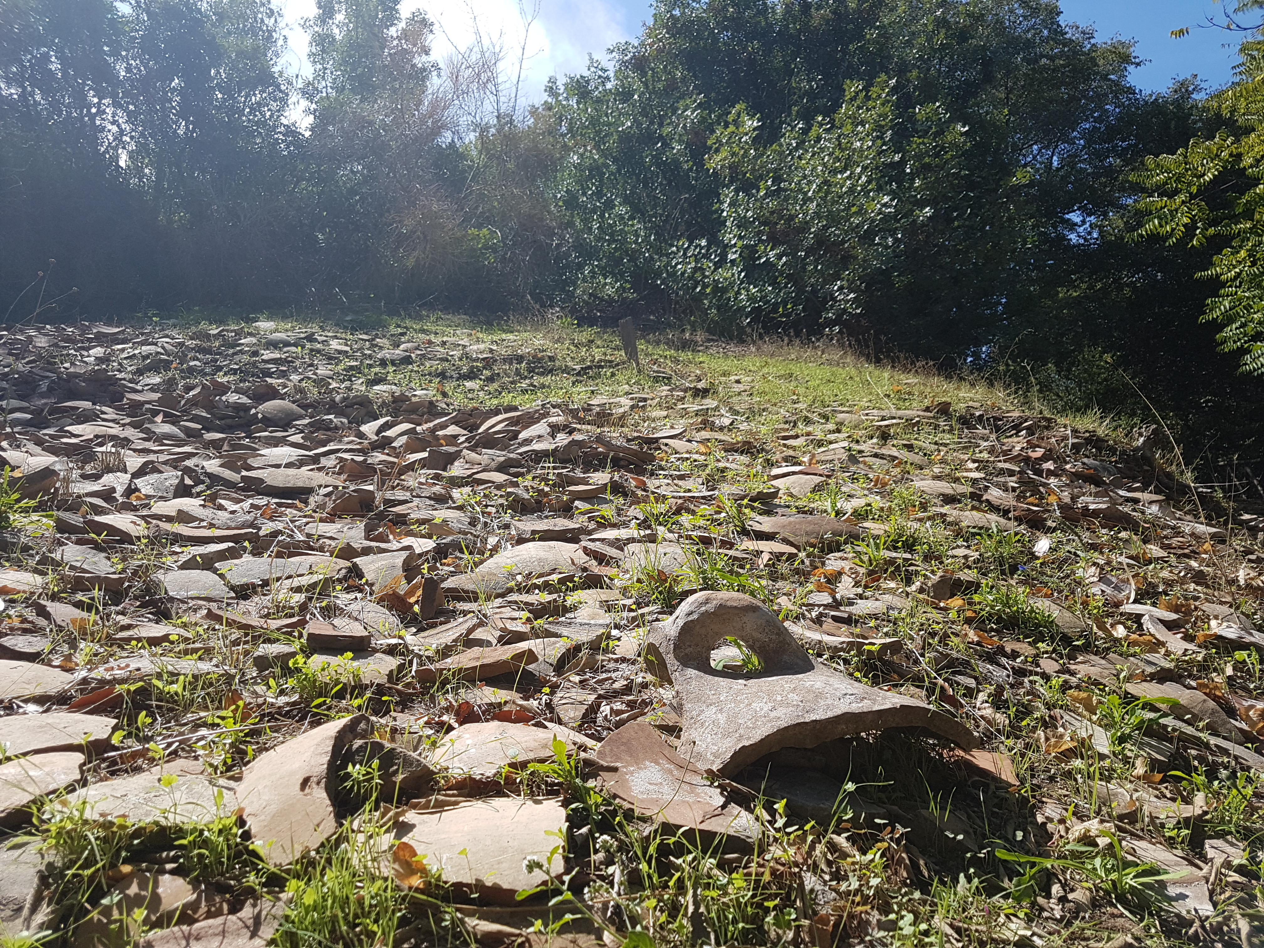 Cocci, frottole, danni