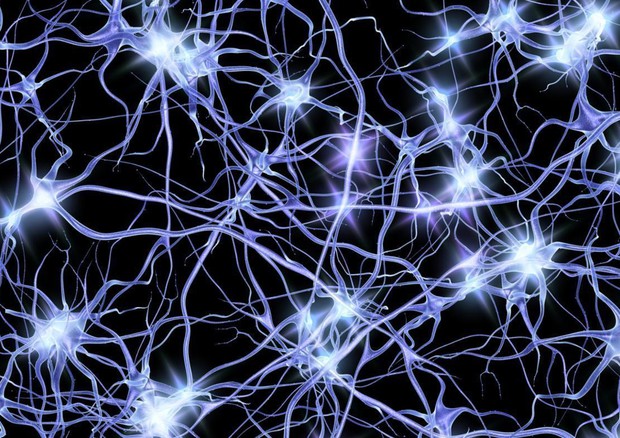 Apprendimento e ricordi: i neuroni si assemblano e giocano