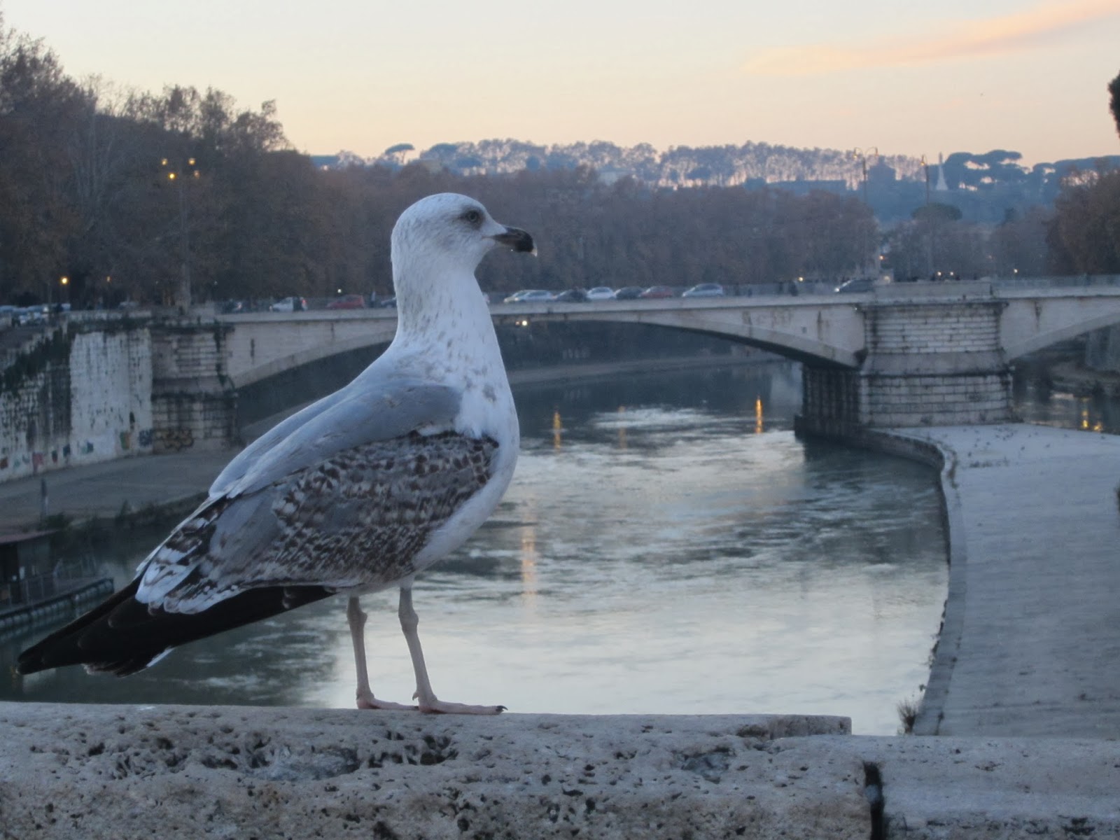 Evitiamo che Roma crolli in una crisi gestionale irreversibile 