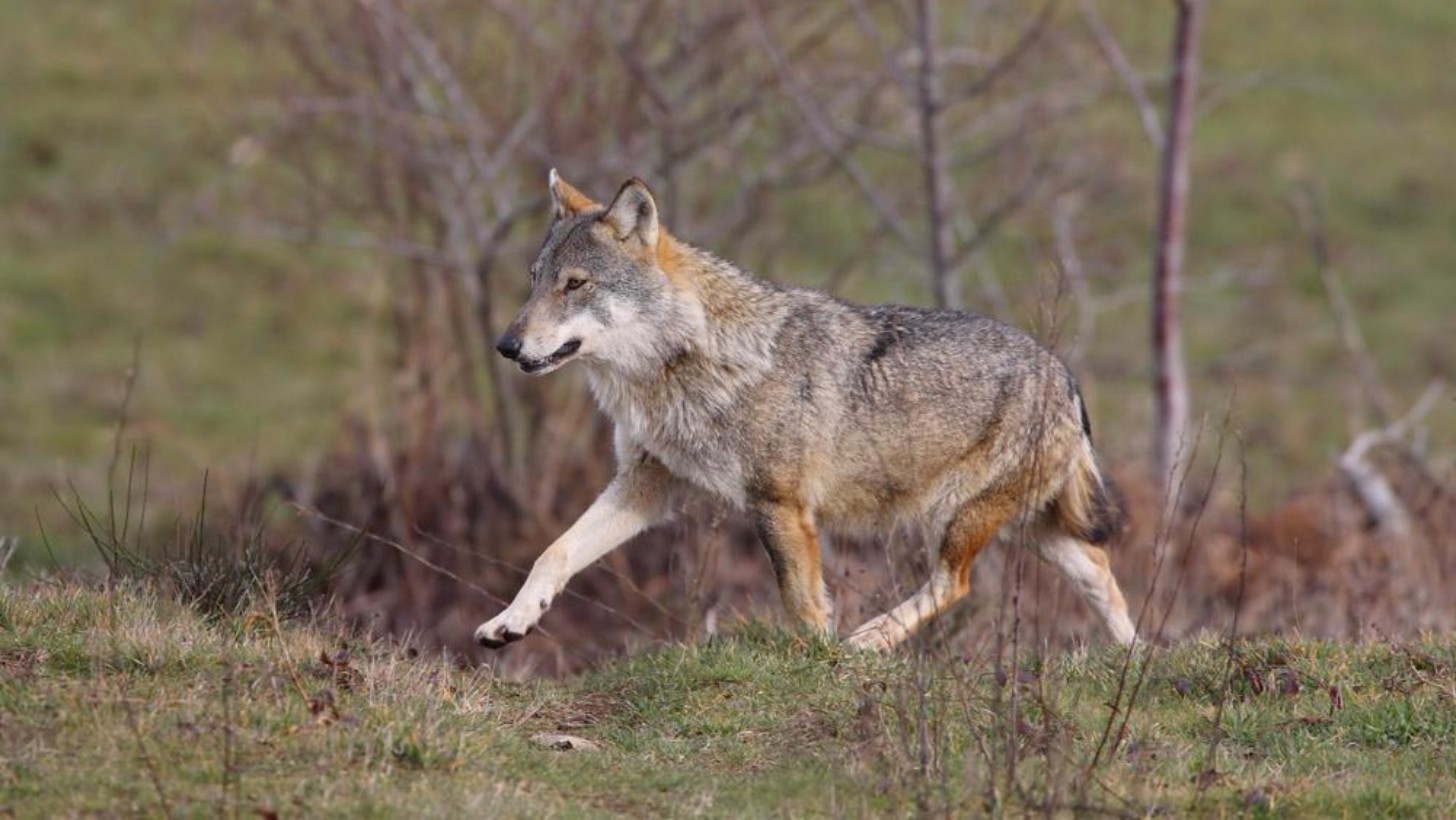 Il terremoto spopola l’Appennino, lupi e cinghiali si riprendono gli spazi