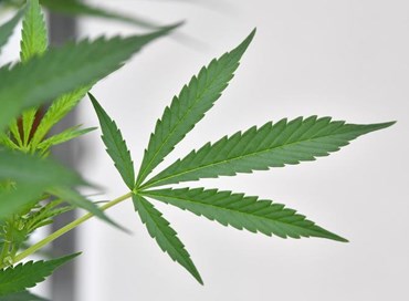 Cannabis, le reazioni alla pronuncia della Cassazione
