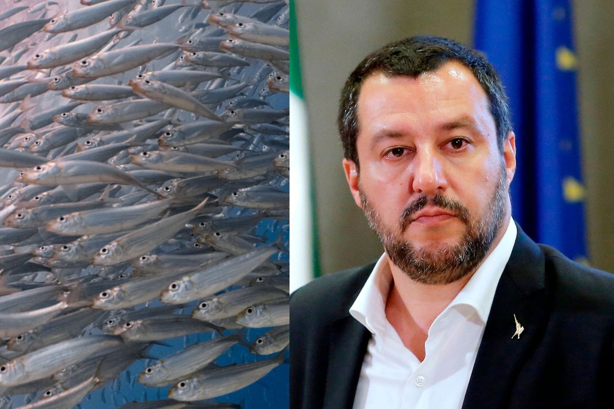 Sardine indigeste