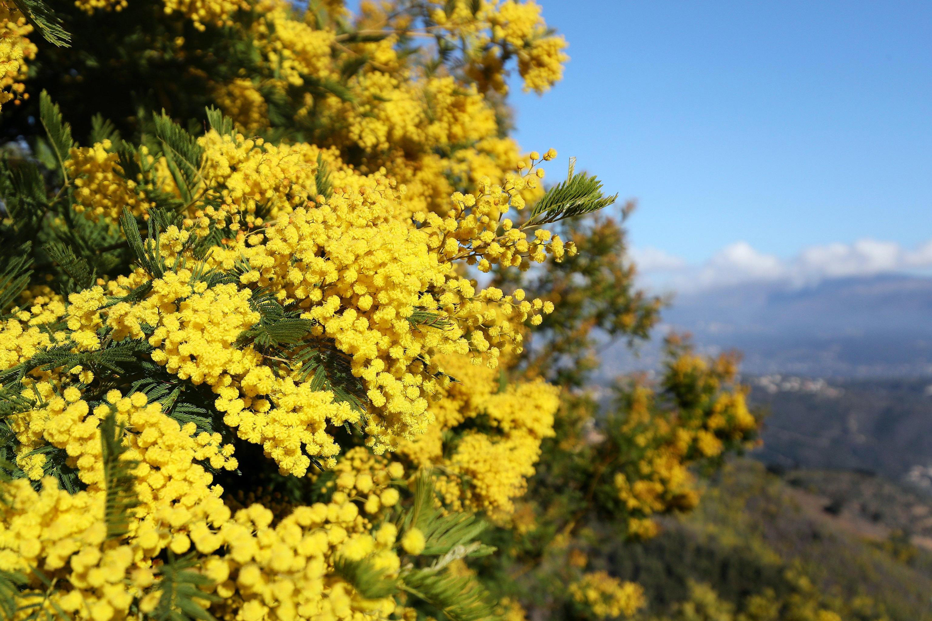 8 marzo. Perché la mimosa?