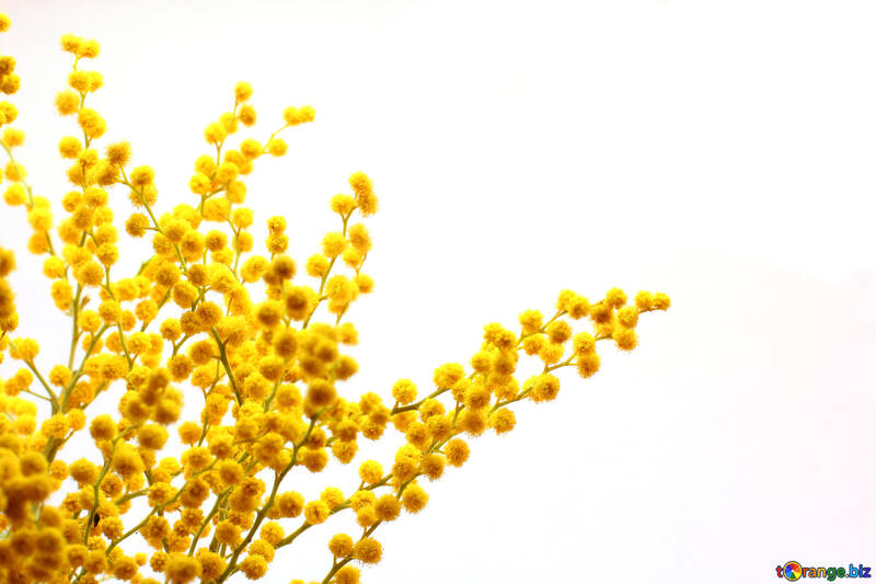 Aboliamo l'otto marzo