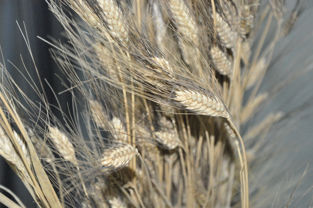 La sicurezza dell’accesso al buon cibo