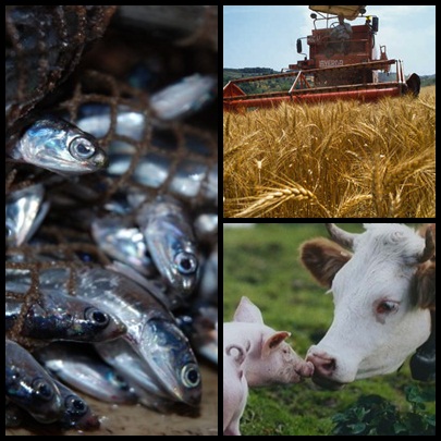 Nuovi fondi per la ripresa delle imprese agricole e della pesca