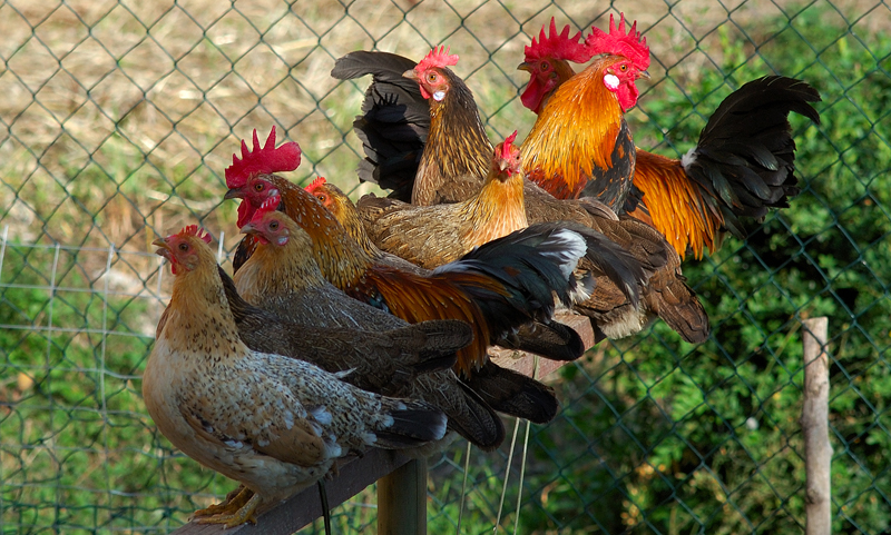 I galletti del disastro
