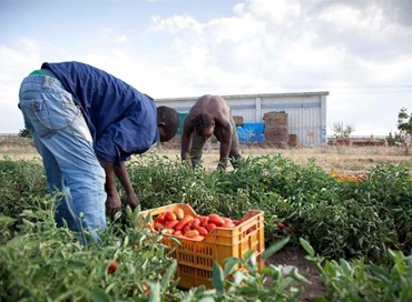 Regolarizzazione braccianti: compromesso sulla proroga di tre mesi