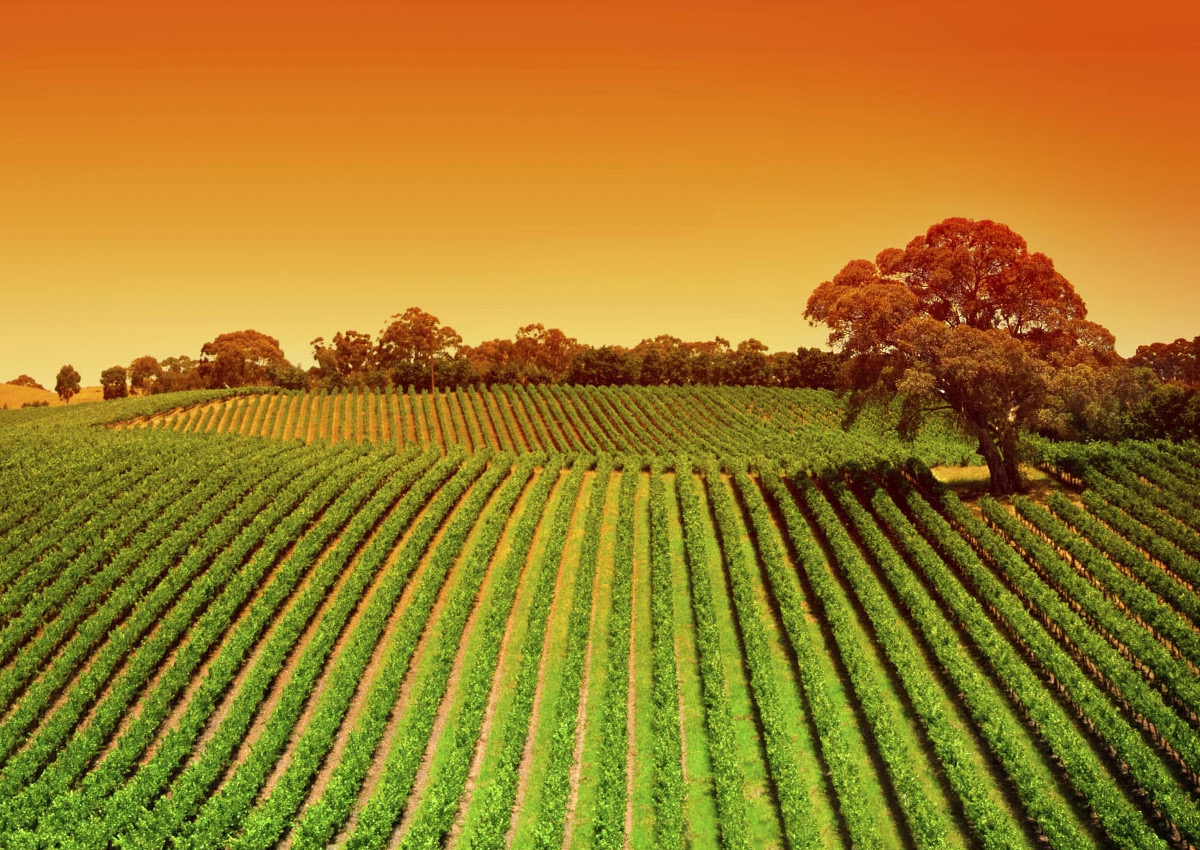 Un modello agricolo europeo tra sostenibilità e tracciabilità