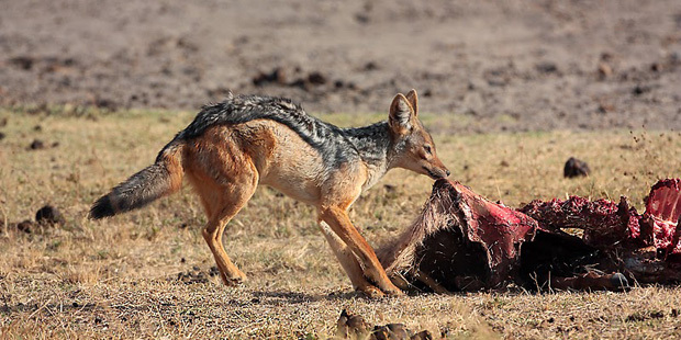 La dignità di Carminati e l’indegnità degli sciacalli