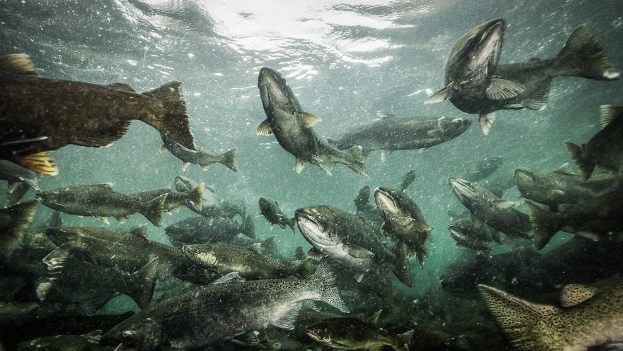 La Cina e le fake news sul salmone della Norvegia