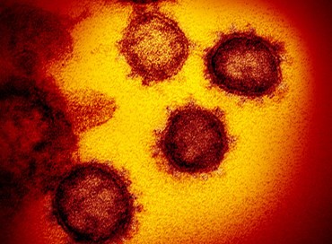 Coronavirus: super anticorpi contro la pandemia