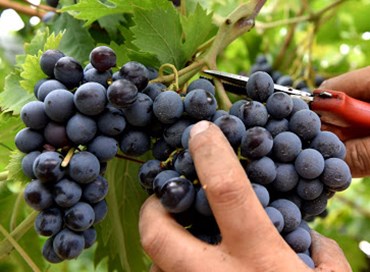 Italia sempre prima, vendemmia di alta qualità