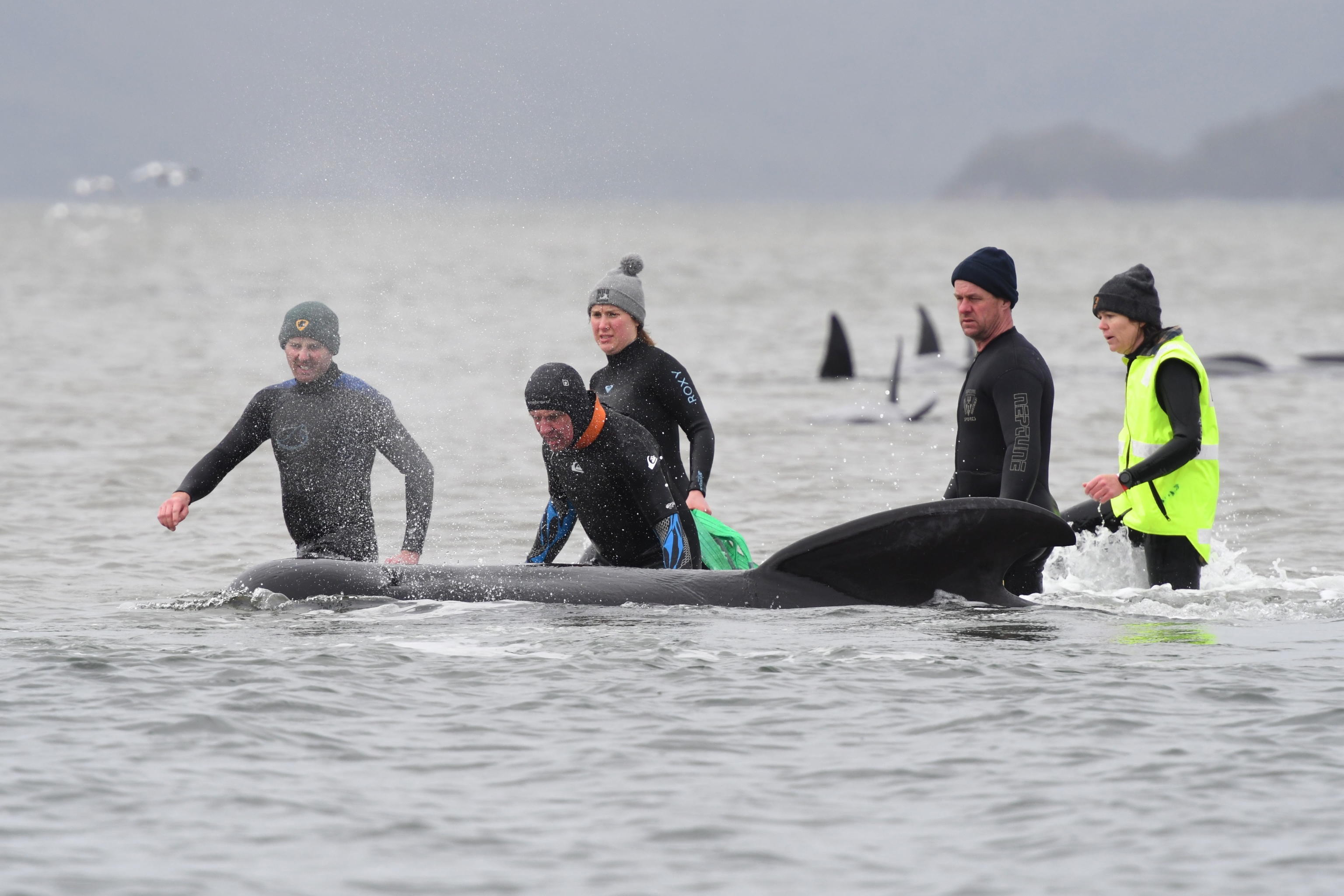 Strage di balene in Tasmania
