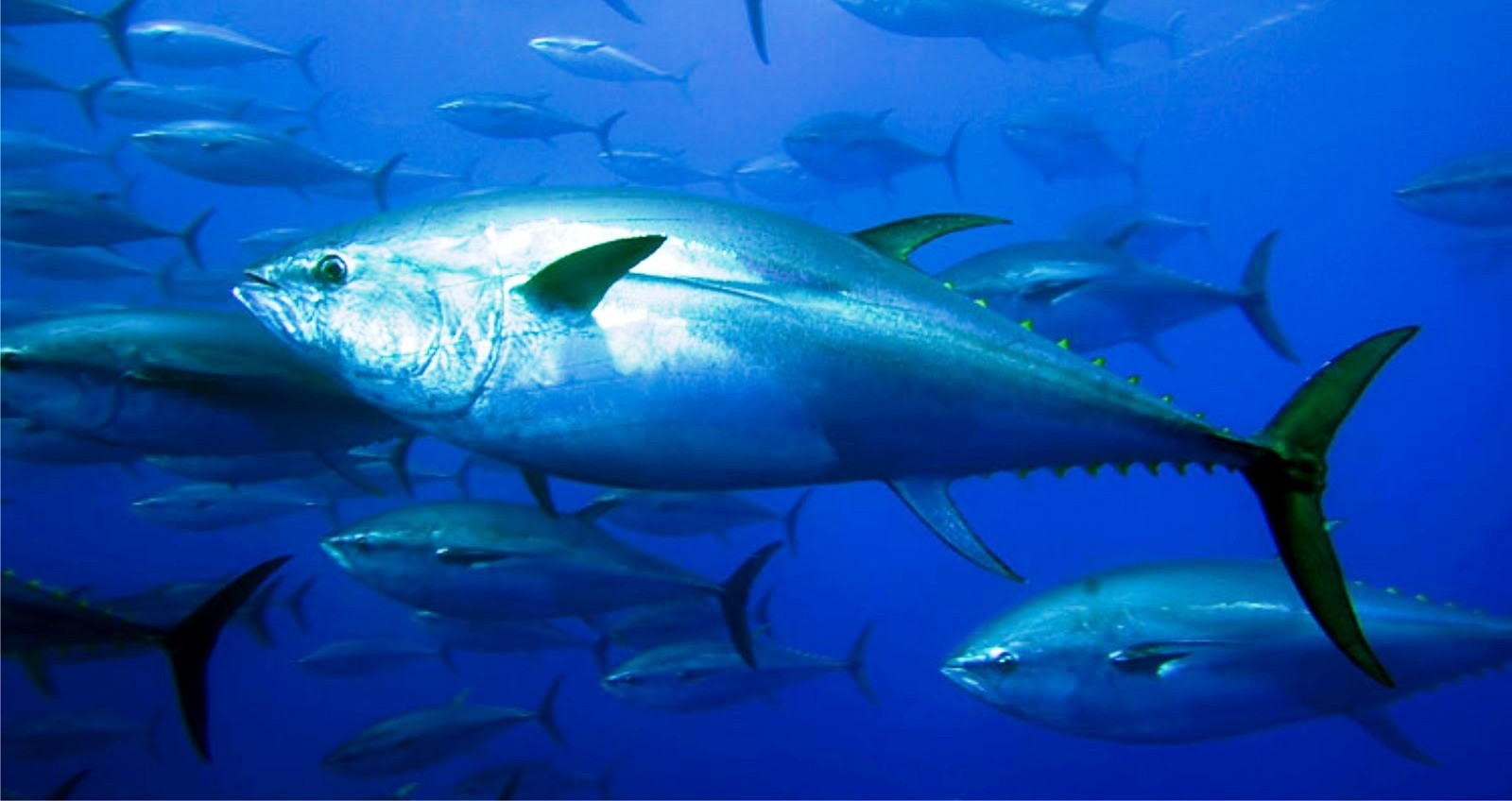 La pesca e la blue economy tra sostenibilità e formazione digitale