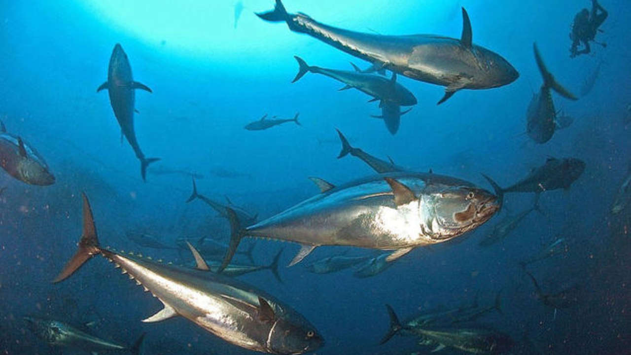 La cooperazione nel mondo della pesca tra l’Italia e l’Oceano Indiano 