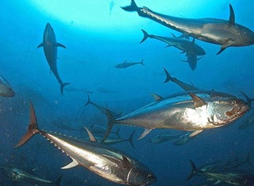 La cooperazione nel mondo della pesca tra l’Italia e l’Oceano Indiano