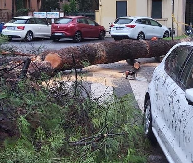 A Roma piovono pini