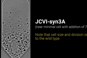 La prima cellula sintetica che si replica: si può fare