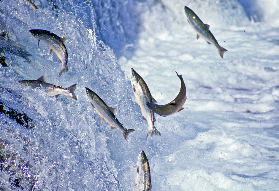 Il salmone come patrimonio costituzionale dell’Alaska