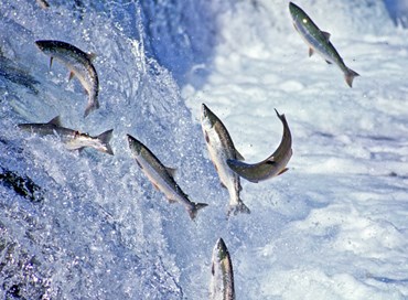 Il salmone come patrimonio costituzionale dell’Alaska