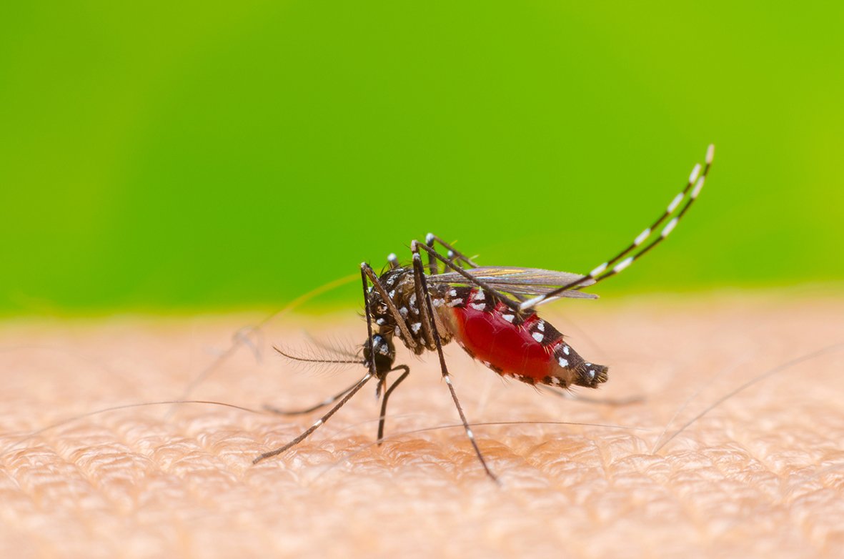 “L’Opinione Risponde”: abbronzatura e punture d’insetto (video)