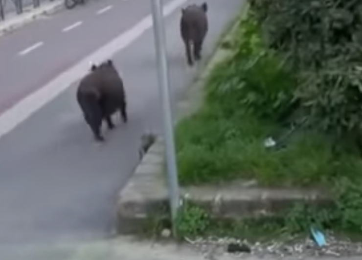 A Roma serve la pista “cinghiabile”